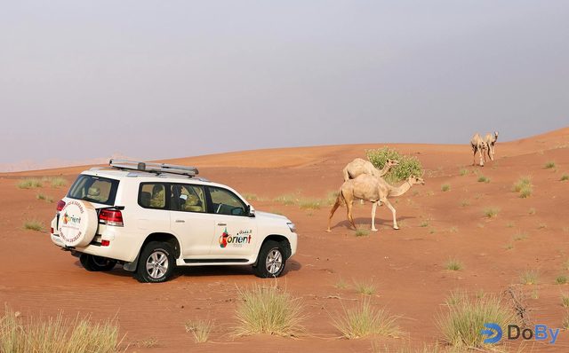 Safari al amanecer en el desierto de Abu Dabi con recorrido por las dunas en 4x4 y Sandboarding